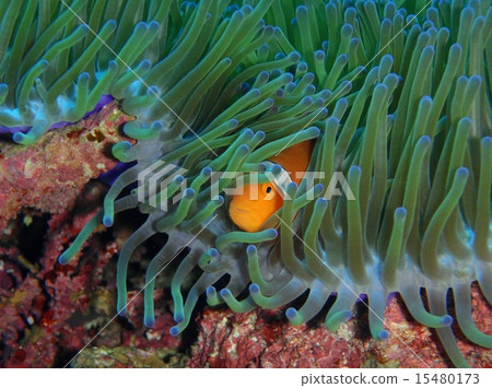 小丑anemonefish 15480173