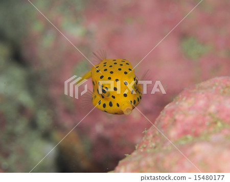 Minami Hako fu 15480177