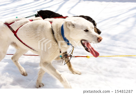 Huskies running in a team in the spring Huskies running in a team in the spring 15481287