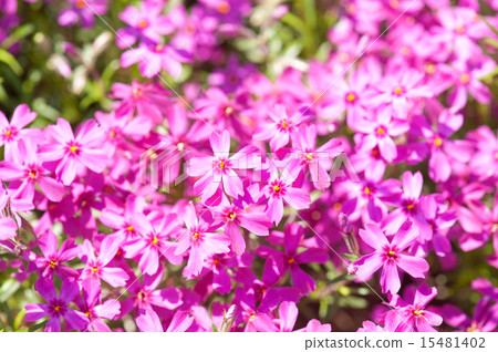 small pink flowers as background small pink flowers as background 15481402