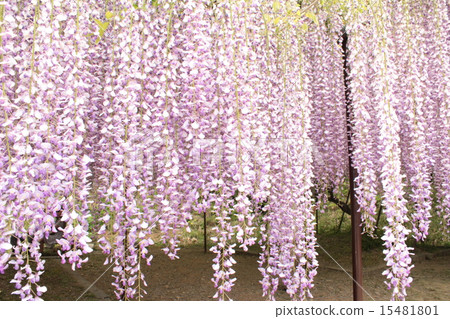 Kuju wisteria of Shirakuji that receives light 15481801