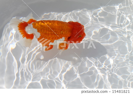 Ranchuu goldfish 15481821
