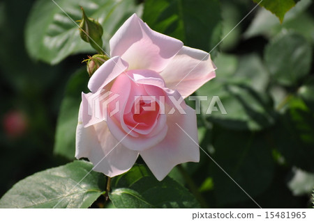 Otori's Cathrin Mole Otori's Cathrin Mole 15481965