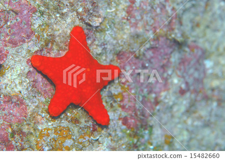 Starfish Starfish 15482660