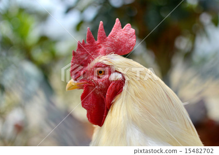 Kokekokko Kokekokko 15482702