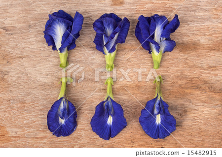 Butterfly Pea flower 15482915