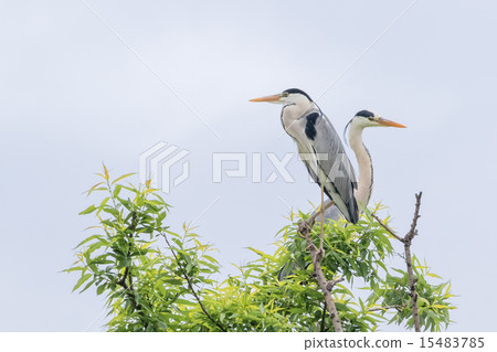 灰鷺 15483785