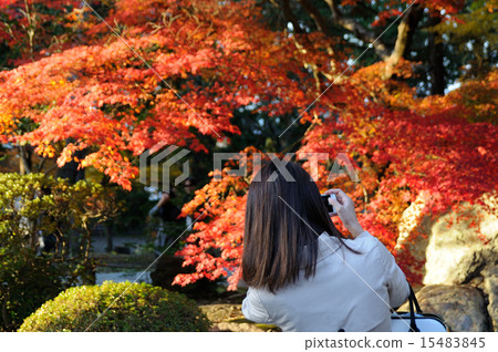 Tourists shooting autumn leaves 15483845