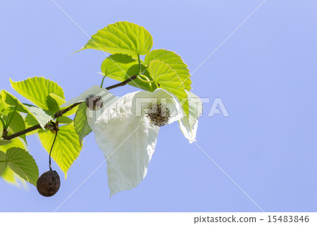Handkerchief 15483846