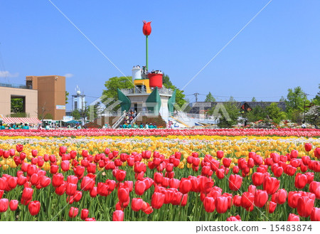 礪波鬱金香公園 礪波鬱金香公園 15483874