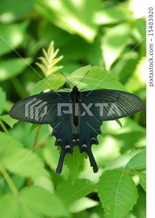 麝香麝香 15483920