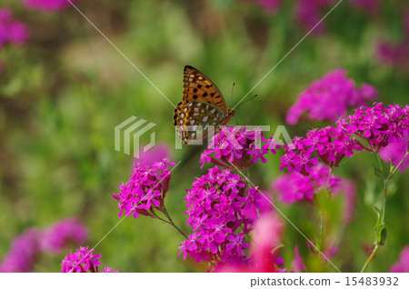 Ura Gin Hyumon 15483932