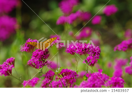 Ura Gin Hyumon 15483937