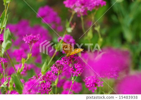 Ura Gin Hyumon 15483938