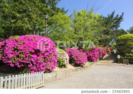 奈良的東照大寺 15483993