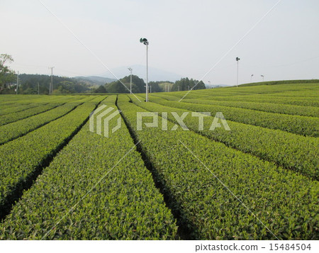 新鮮的綠茶種植園 15484504