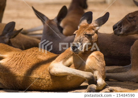 Red kangaroo Red kangaroo 15484590
