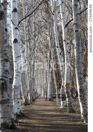 札幌·Tunta防風林 札幌·Tunta防風林 15484640