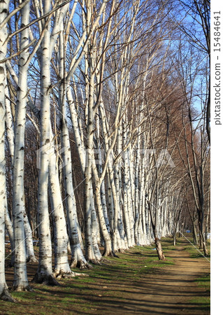 札幌·Tunta防風林 札幌·Tunta防風林 15484641