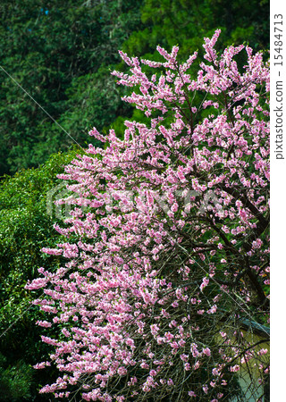 Cherry Blossoms Cherry Blossoms 15484713