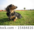 Dachshund  15484816