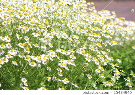 Chamomile Chamomile 15484940