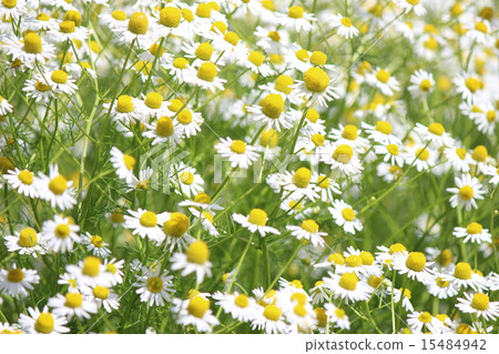 Chamomile Chamomile 15484942