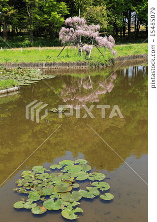 Iris 15485079