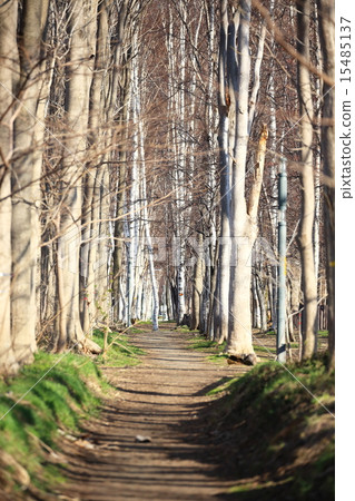 Sapporo · Tunta Windproof Forest 15485137