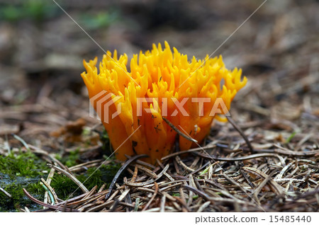 Small Coral Mushroom 15485440