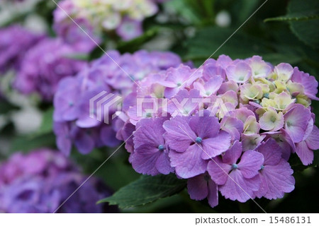hydrangea hydrangea 15486131