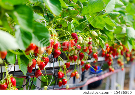 Strawberries being grown 15486890