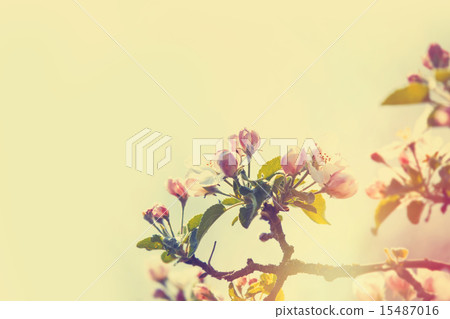 Blossom apple tree in the garden in spring time 15487016