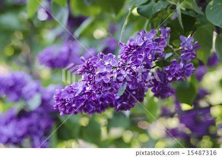 Spring lilac flowers Spring lilac flowers 15487316