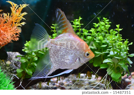 Angelfish Angelfish 15487351