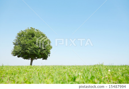 草原上有一個腫塊 15487994