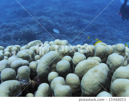 Okinawa · Iriomotejima beetle coral Okinawa · Iriomotejima beetle coral 15488053