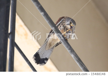 Male of butterfly 15488148