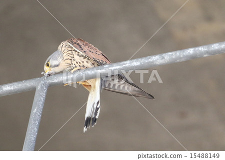 Male of butterfly 15488149