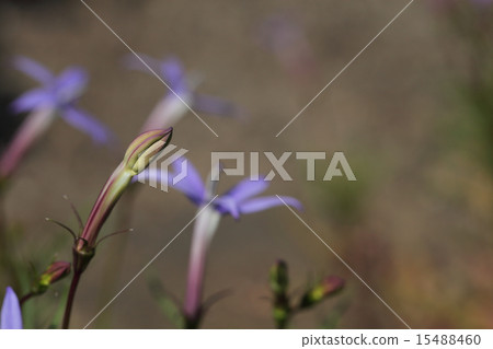 Flower bud of Laurentia 15488460