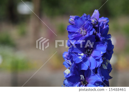 Delphinium blue flower 15488461
