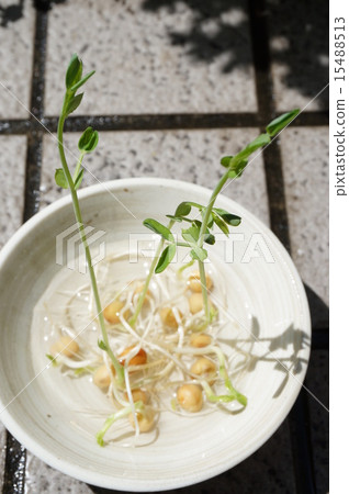 蔬菜苗 蔬菜苗 15488513