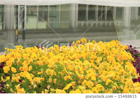 三色堇在花床上 15488615