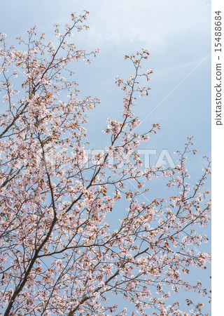 Cherry Blossoms	 15488684