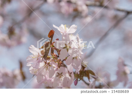 Cherry Blossoms Cherry Blossoms 15488689