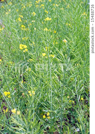 Chingengsai·花後 15488716