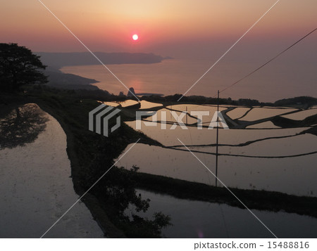 水稻梯田 15488816
