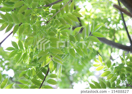 新鮮的綠色(蝦虎魚葉) 新鮮的綠色(蝦虎魚葉) 15488827