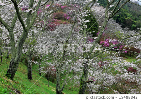 Sanke park 01 Sanke park 01 15488842