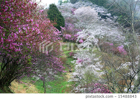 Sanke park 02 Sanke park 02 15488843